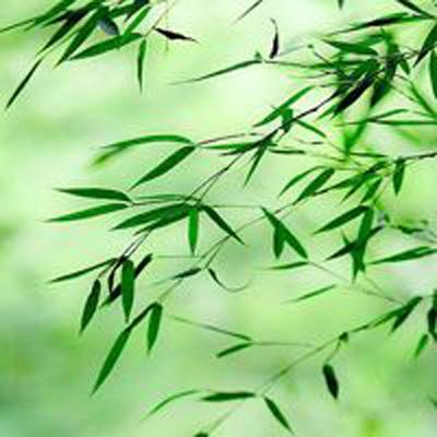 白菜帮游戏